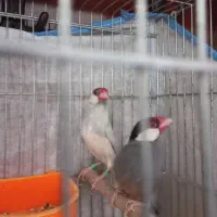 فنچ نرگسی|پرنده|یاسوج, |دیوار