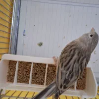 قناری  ماده آگات