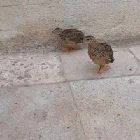 بلدرچین|حیوانات مزرعه|قم, شهرک امام حسین|دیوار