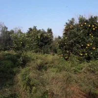 زمین سند دار تک برگ با کاربری مسکونی