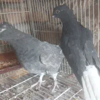 یک جفت دم سفید جوانه پاک|پرنده|فردوس (خراسان), |دیوار