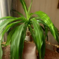 فروش گل های خانگی