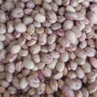لوبیا چیتی بذری