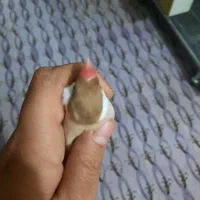 فنچ نرگسی شکلاتی|پرنده|مبارکه, |دیوار