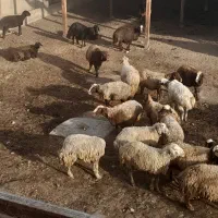 تعداد ۱۰۰ راس میش ابستن