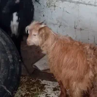 بزوکهره|حیوانات مزرعه|شیراز, کوشک میدان|دیوار