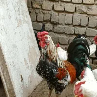 ۲خروس زیبا