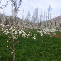 خیارشور درجه یک