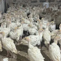 جوجه بوقلمون بیروتی سیکس یکماه وزن ۱.۵کیلو