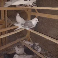 کبوتر گرفتنی|پرنده|قم, پردیسان|دیوار