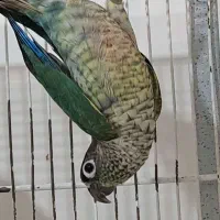 تعدادی گرینچیک نر بالغ|پرنده|قدس, شهرقدس|دیوار