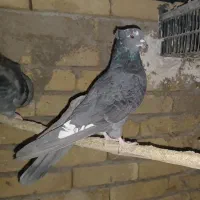 ۶عدد کبوتر پرشی سرحال