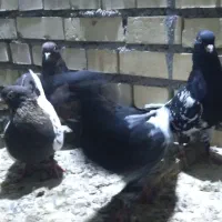 کبوتر کله ای عتیقه