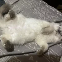 گربه رگدال پرشین