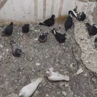 کفتر.تهرانی. شهرستانی.قرسوی|پرنده|فشاپویه, |دیوار