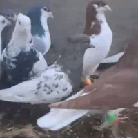 دهتا پرنده همه ساز،یکجا،چت جواب نمیدم،خریدارتماس