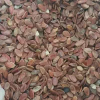 تخم هندوانه ، بذر هندوانه ، پالیز