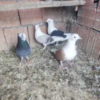 کبوتر