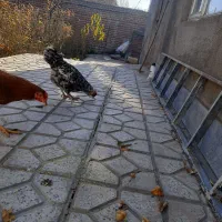 مرغ گلین تخمگذر