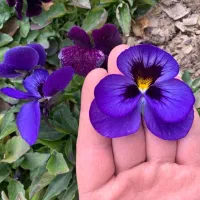 بنفشه جعبه شبو گلدانی و غیره