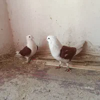 کفتر یا کبوتر|پرنده|ملکان, |دیوار