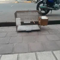 قفس  بازاری بزرگ لانه عروس هلندی