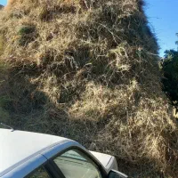 علوفه دام احشام و یونجه باغی