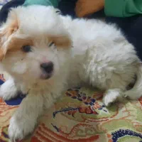 حیوانات|سگ|شهر ری, هاشم‌آباد|دیوار