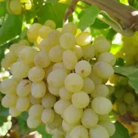 نهال انگورخوشه طلایی|خدمات باغبانی و درختکاری|تاکستان, |دیوار