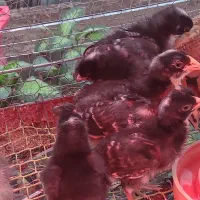 انواع جوجه ۵ روزه تا مرغ و خروس وبوقلبون