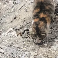 فروش گربه|گربه|پیرانشهر, |دیوار