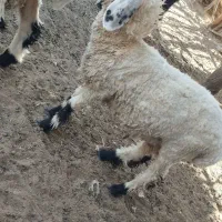 بره چاق و چلبک|حیوانات مزرعه|زابل, |دیوار