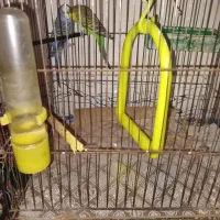 مرغ‌عشق|پرنده|کوهدشت, |دیوار