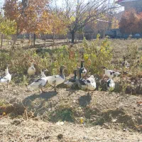 قیمت یک میلیون|حیوانات مزرعه|بیرانوند, |دیوار