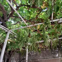 ابغوره طبیعی با چکمه