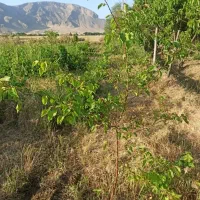 باغ نجوبران