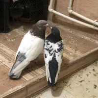 جفت سینه ای