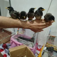 جوجه مینا شاه تخم دون خور و معمولی