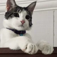 گربه واگذاری