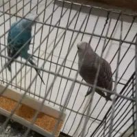 جفت مرغ عشق مولد|پرنده|کرمانشاه, |دیوار