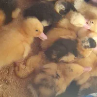 جوجه اردک جوجه رنگی جوجه رسمی