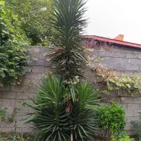 یوکا غول پیکر ۵متری با پنج عدد بچه ۲متری