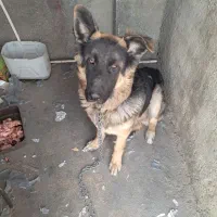 سگ ۷ ماه|سگ|فردیس, سرحدی|دیوار