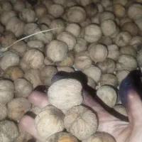 گردو