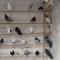 کبوتر یا کفتر|پرنده|بابل, |دیوار