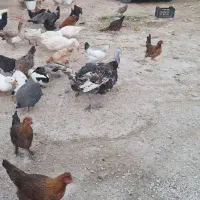 مرغ و خروس  محلی  اردک  برهما بوقلمون