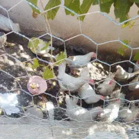 مرغ تخم گذار دونه 500