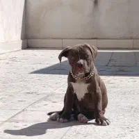 امریکن بولی