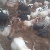 بز با کهره