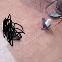 جفت کلاغ